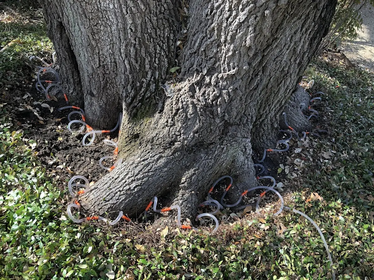 Detailed Tree Cabling and Bracing job site in Crystal Bay