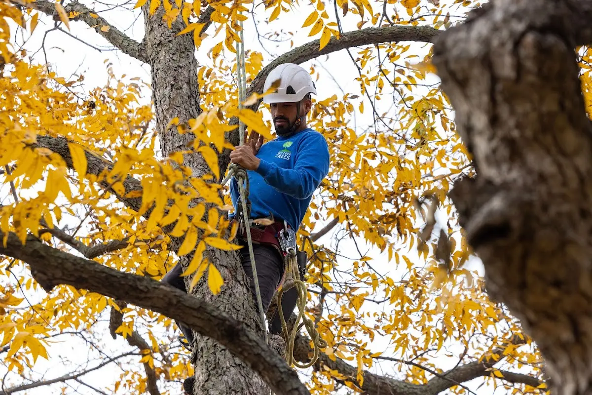Skilled Tree Planing crew working in Crystal Bay